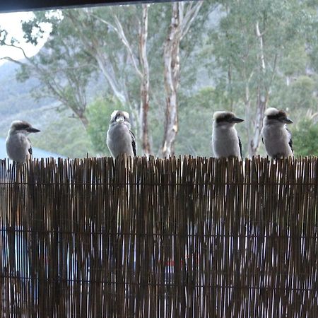 Kookaburra Motor Lodge Голлс-Гап Екстер'єр фото